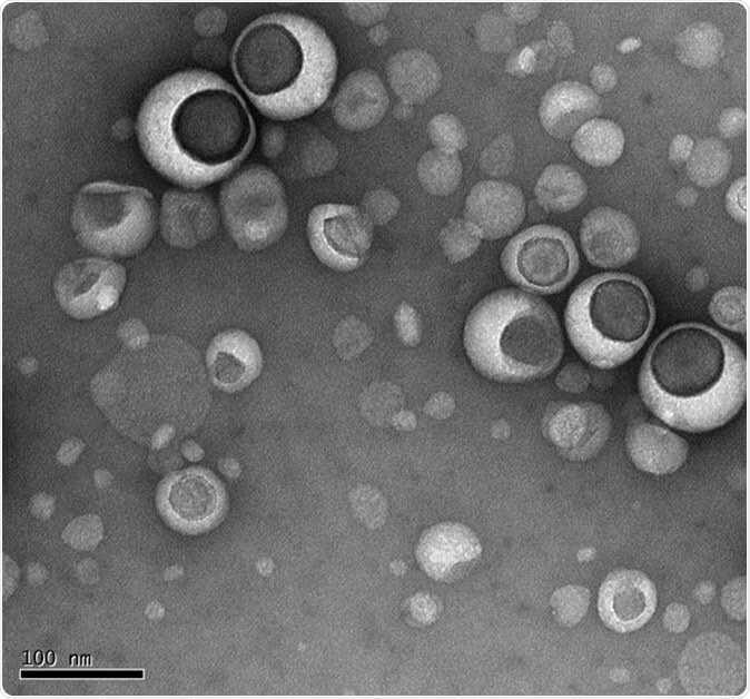 lipozomy pod mikroskopem